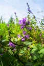 Bright lilac inflorescence of clustered bellflower or Campanula glomerata under sunlight on blurred background.
